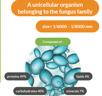 yeast-extract-unicellular-organism yeast-extract-unicellular-organism